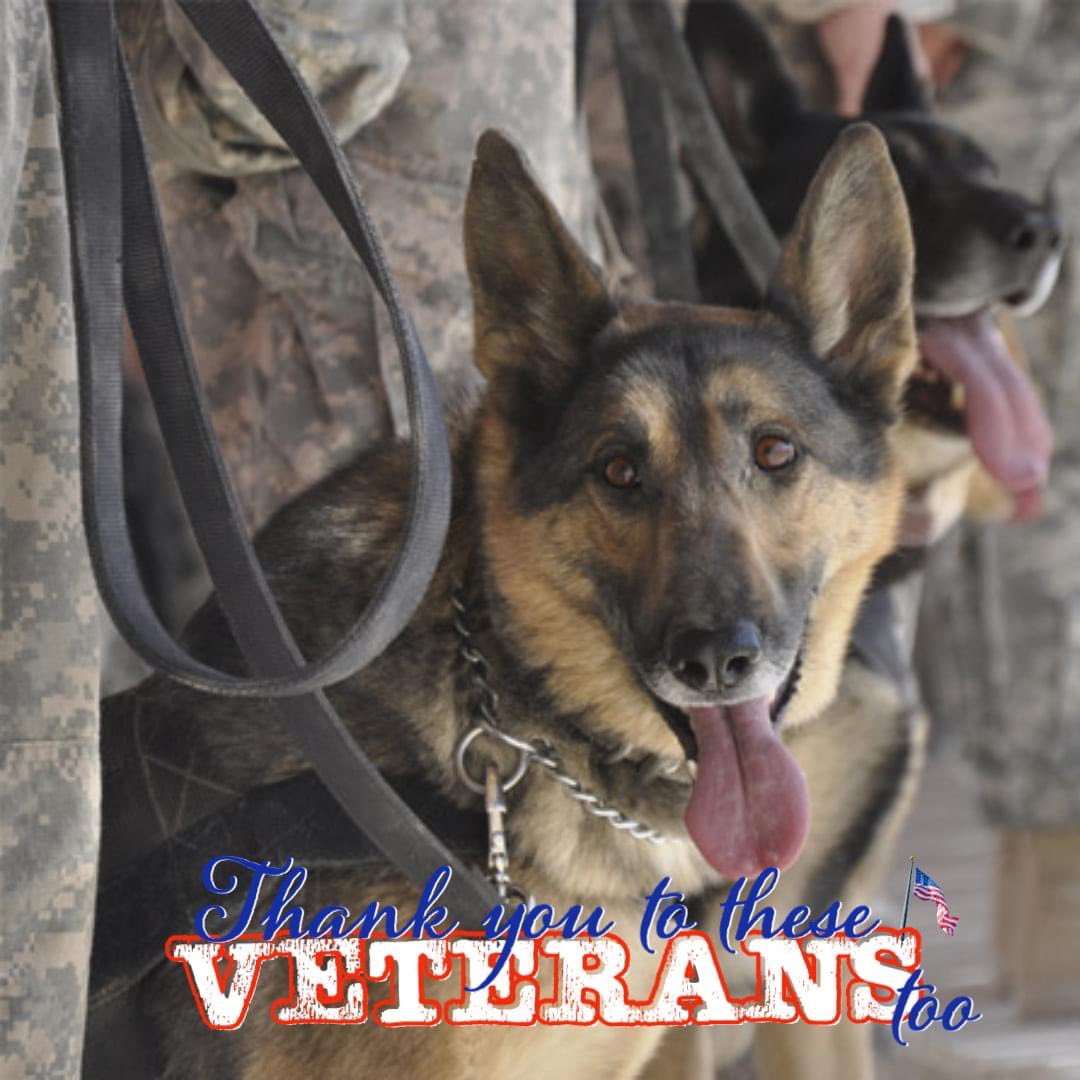 PwrPlayerMom's tweet photo. #MilitaryDogs #VeteransDay2021 https://t.co/efRmFDXOxV
