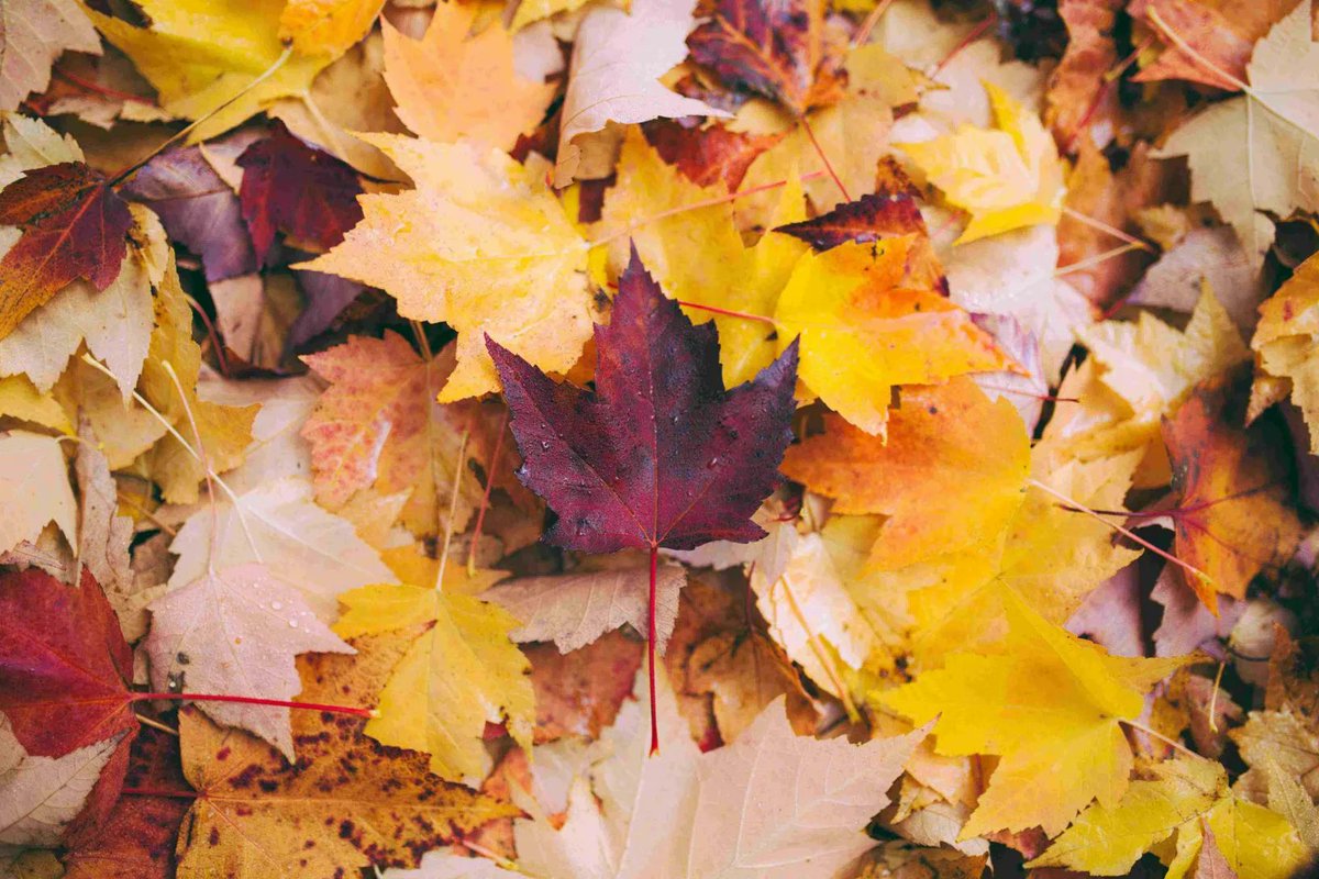 thrivecharity's tweet photo. If there's one thing we have in abundance at this time of year it's autumn leaves 🍂 So why not harness their nutrients by creating leaf mould to help your plants grow?

Read our guide on what to do with autumn leaves: https://t.co/nRfutelGDy

#autumnwellbeing https://t.co/ARazxZwFMk