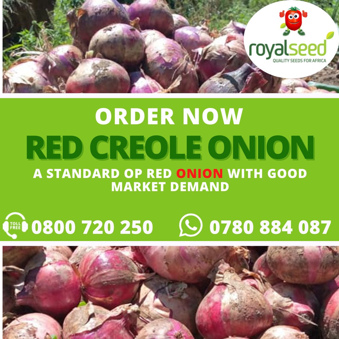 RoyalSeedKE's tweet photo. This #NOURISHING #NOVEMBER being🕺🏾Furahiday
Let's converse farmers...
if you're planning to grow outdoor🧅onions, what are some of the things you will consider before purchasing the seeds?

#RedCreole #onions 🧅have 4 major qualities that make them be outstanding among the others https://t.co/w4rmTaYGi0