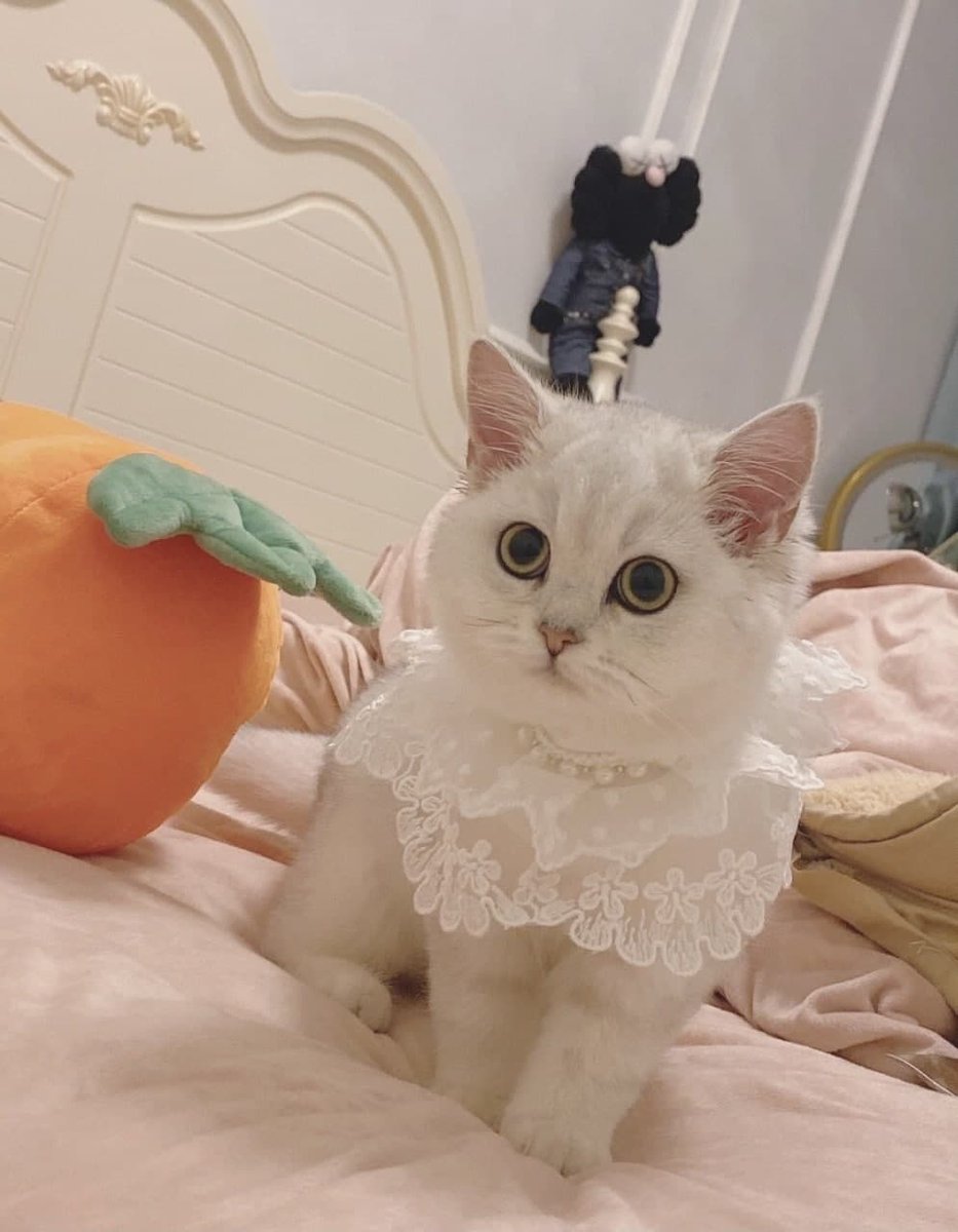 d13803564's tweet photo. This is my cat, is it cute? https://t.co/zHxAGYXYpt