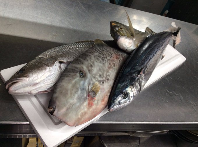 鰆のtwitterイラスト検索結果 古い順 鰆のtwitterイラスト検索結果 古い順