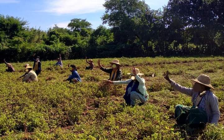 b3rry_y's tweet photo. Farmers in a village of Myaing Township, Magway protested against dictatorship while harvesting in their fields.

#WarCrimesOfJunta #Nov12Coup  
#WhatsHappeningInMyanmar https://t.co/NAiPfSGerL