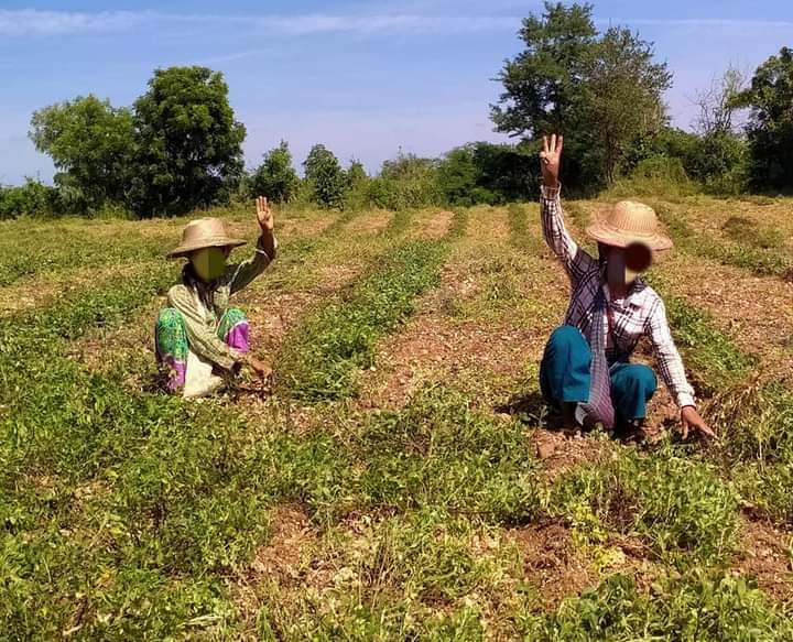b3rry_y's tweet photo. Farmers in a village of Myaing Township, Magway protested against dictatorship while harvesting in their fields.

#WarCrimesOfJunta #Nov12Coup  
#WhatsHappeningInMyanmar https://t.co/NAiPfSGerL