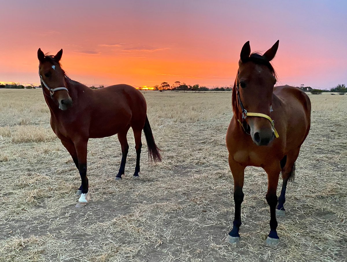 TSllinke's tweet photo. Three of our beautiful broodmares #ReilQuick #QueenofSharkz and #OurCavort 🤞 that they will all be mamas in the upcoming breeding season #future #standardbred #harnessracing #breeding #racing #fingerscrossed #staytuned @TysonLinke https://t.co/RXQm11FDZJ