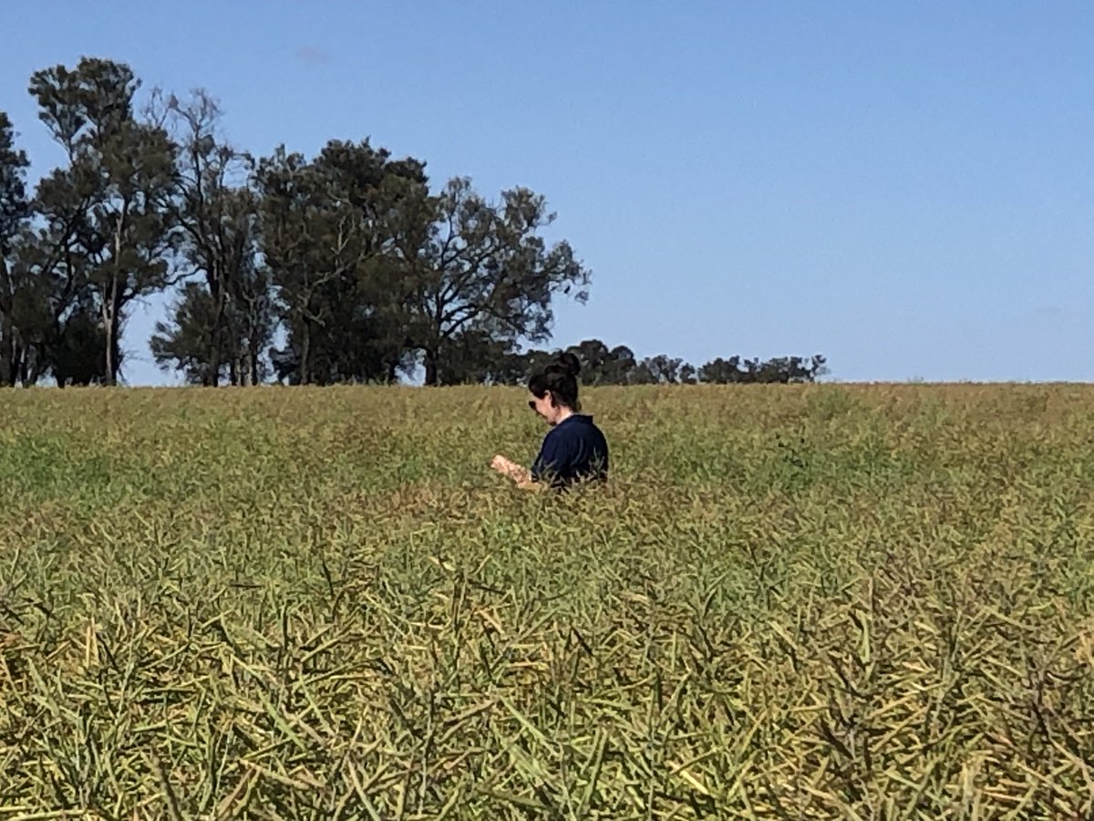 John_Stuch's tweet photo. Some nice canola crops in the northern Wimmera despite the dry start to the season. The cool/cold weather over the last week has slowed crop maturity so ongoing assessments of seed colour change required to identify correct timing to desiccate and windrow. ⁦@kate_stuch⁩ https://t.co/F911qNVmrF