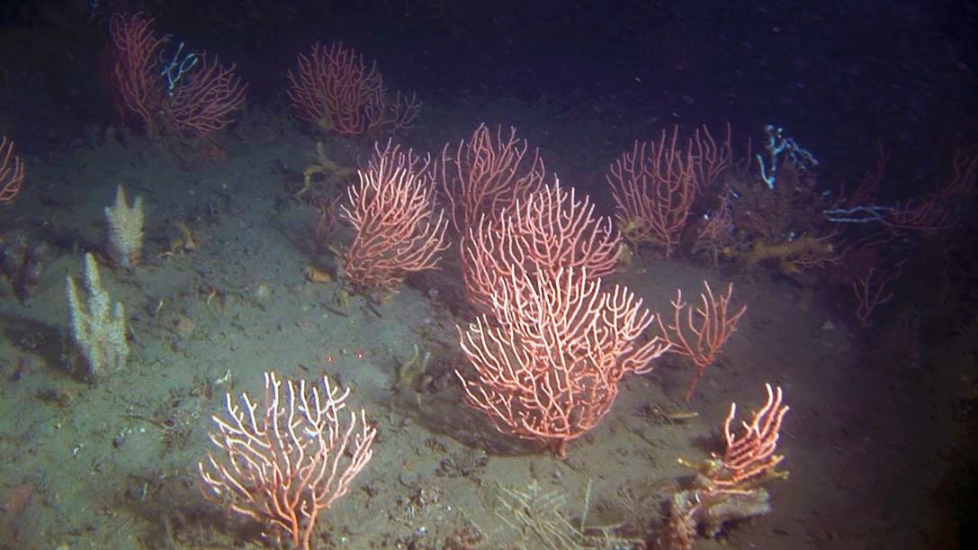 ICMCSIC's tweet image. 🔴l #ICMNEWS l🔴

🌎 El proyecto #LifeEcorest arranca con el objetivo de restaurar 30mil ha de hábitats marinos profundos en la costa catalana.

🎏 Contará con la participación activa de científic@s y pescadores.

🔗icm.csic.es/es/noticia/com…

@LIFEprogramme
@FBiodiversidad