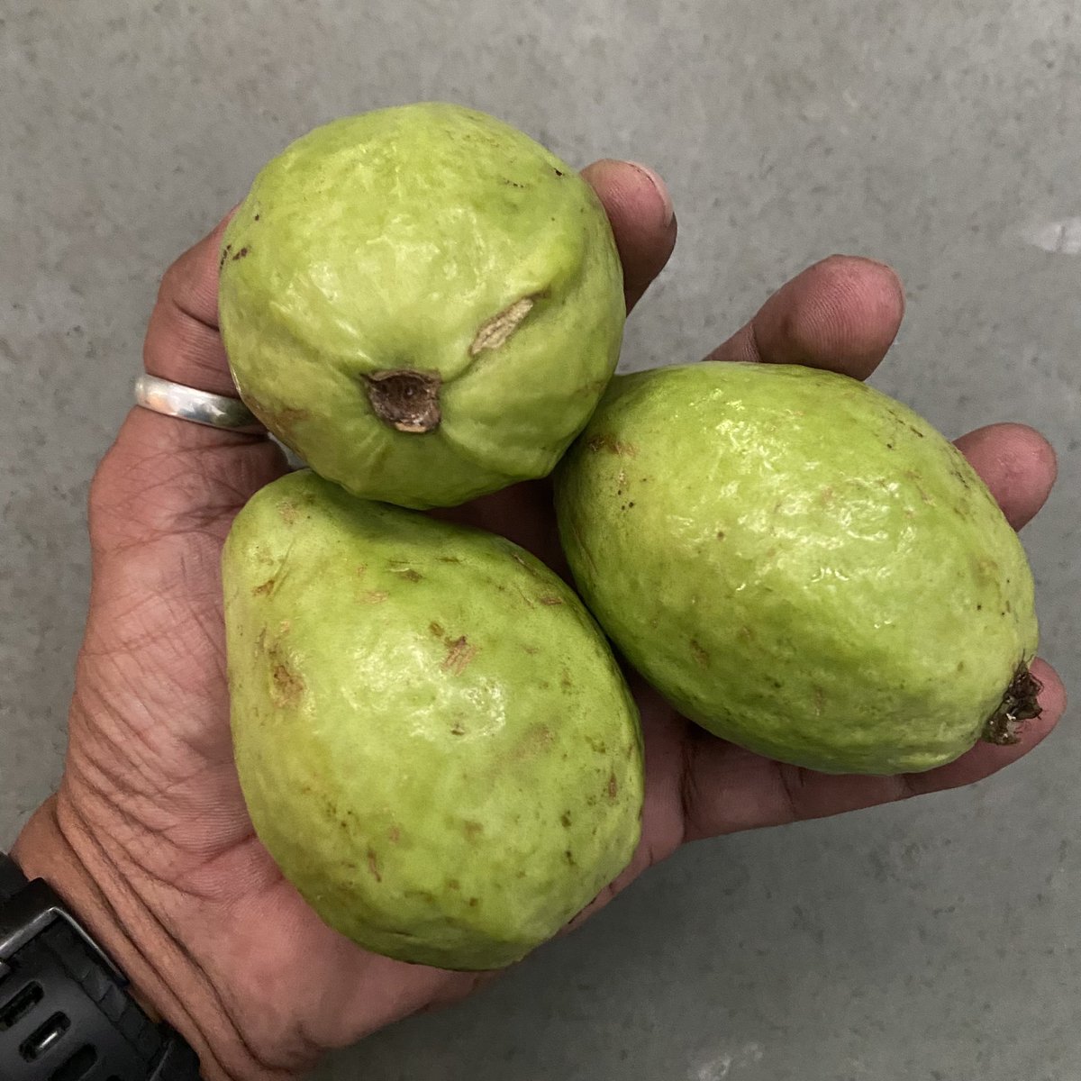 WithManish0's tweet photo. Handpicked fresh … who wants?
#fruits #fresh #handpicked #india #guava #buffalonut https://t.co/jnuFhl94Uf