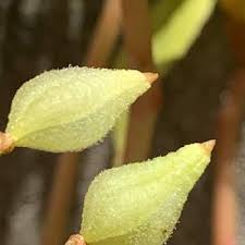 セルモ川崎菅馬場教室 悲報 ワイ氏 ホウセンカの実をつぼみと思い込んでいた 小３内容 T Co 0msrfj1ozb Twitter