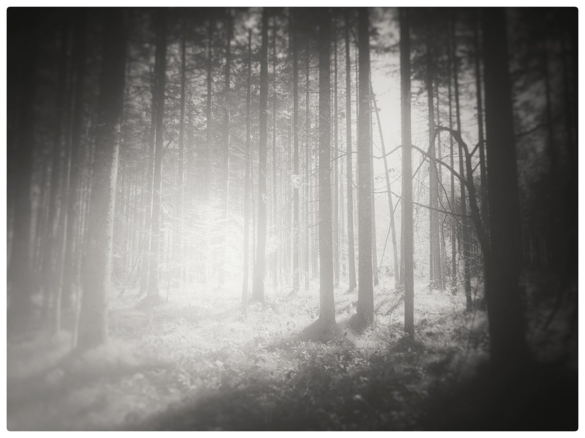 LEVORATOSTUDIO's tweet photo. / New pillars will rise /

#blackandwhitephoto #darkwoods #light #FaithInTheFuture #Rebirth #fvg #vintagelook https://t.co/WVFtZsewPj