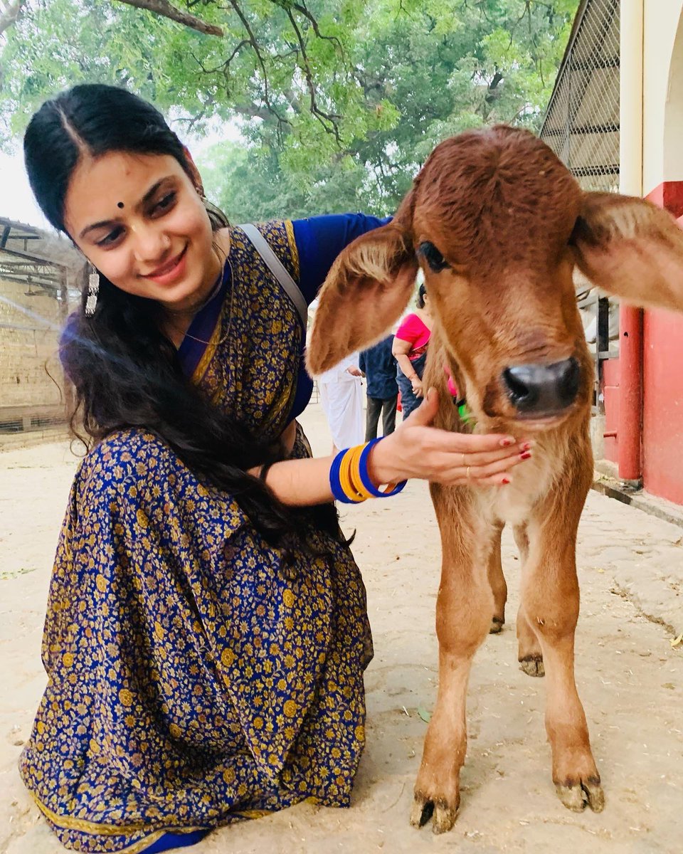 devyani_sh's tweet photo. Gopashtami Utsav 🐮🐄❤️

#Gopashtami https://t.co/1Gp7op99p1