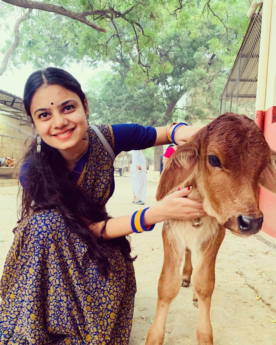devyani_sh's tweet photo. Gopashtami Utsav 🐮🐄❤️

#Gopashtami https://t.co/1Gp7op99p1