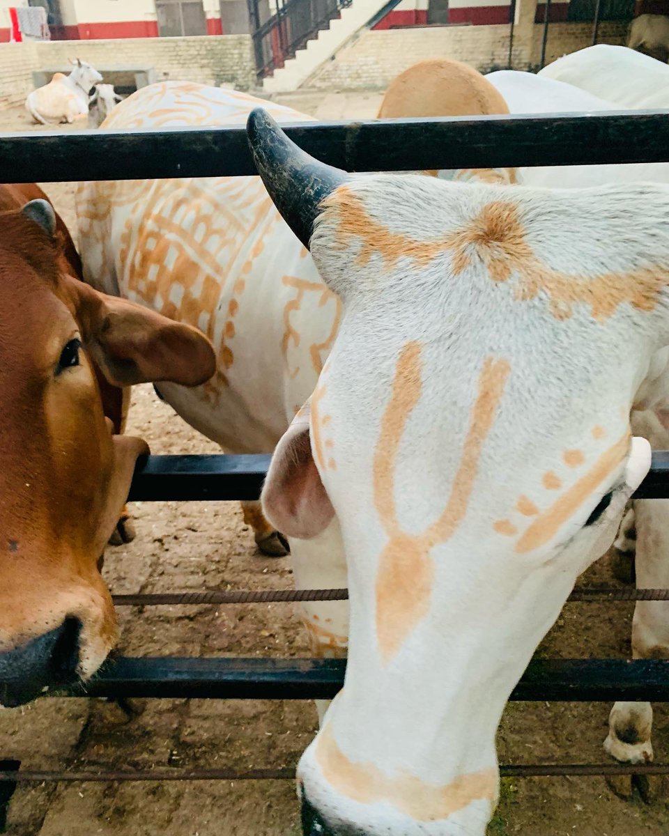 devyani_sh's tweet photo. Gopashtami Utsav 🐮🐄❤️

#Gopashtami https://t.co/1Gp7op99p1