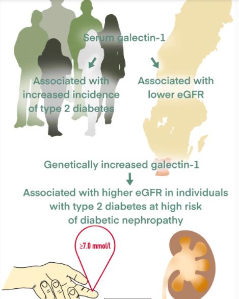 DiabetologiaJnl's tweet photo. Galectin-1 may be a potential target for lowering the risk of diabetic nephropathy among individuals with type 2 diabetes: results from two population-based cohorts in southern Sweden #T2D #DiabeticNephropathy #Galectin1 https://t.co/HKtLkBbOSB 🔓 https://t.co/nPJowwlh6H