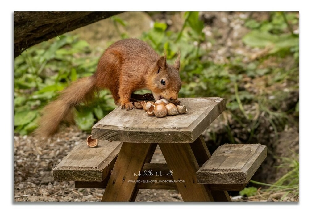 mich_howell's tweet photo. A cheeky Red Squirrel with no table manners!😂
@michellehowellphotos
#notablemanners #cheeky #squirrelsofinstagram #squirrel #redsquirrel
#britishwildlife #wildlifeuk #wildlifephotography
#redsquirrelsofinstagram #cuteanimals
#britishmammals #nuts #nuts_about_squirrels
#n… https://t.co/Tvqu4R5Zon