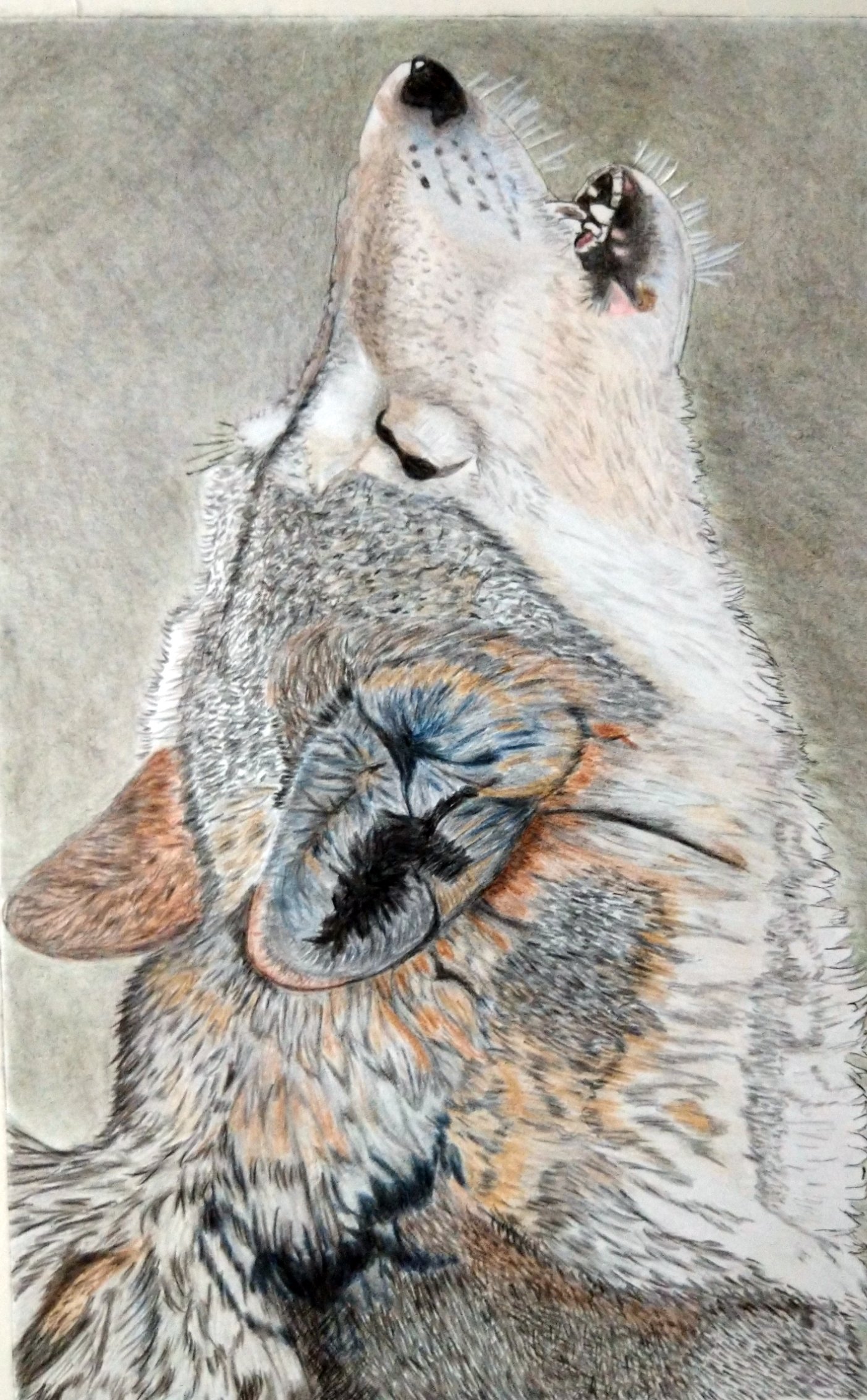 狼の遠吠え Twitter Search Twitter