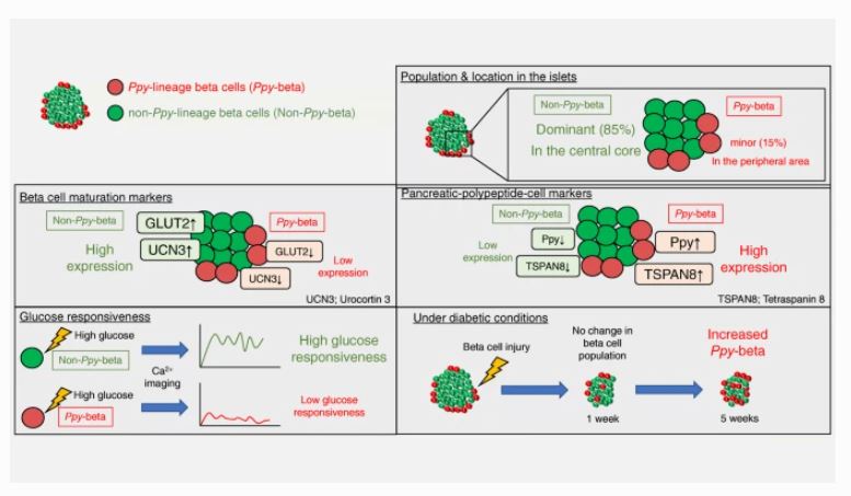 DiabetologiaJnl's tweet photo. In December's issue, Fukaishi et al analyse #IsletCells by #RNAseq, aiming to help create future #ArtificialPancreases https://t.co/yO8kTPlB3n #toptweet (2/2) https://t.co/Ndmd2O50Pg