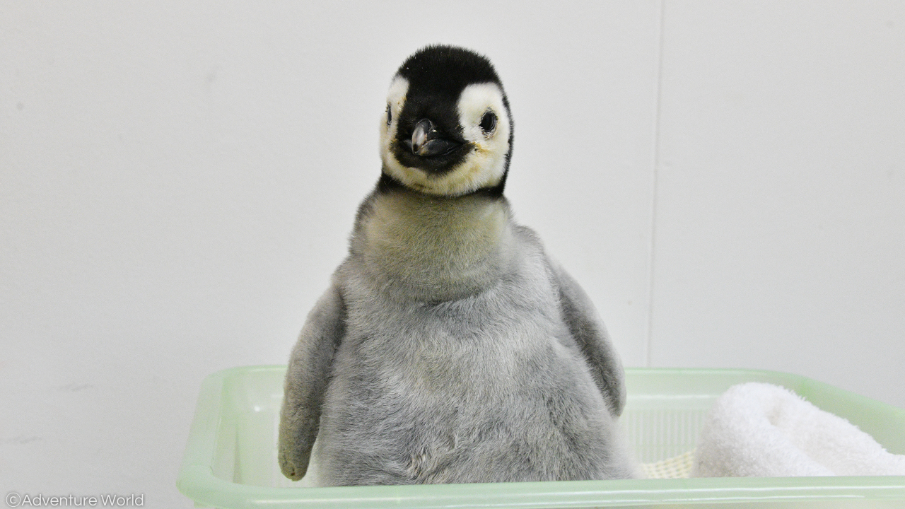 アドベンチャーワールド 公式 エンペラーペンギンの赤ちゃん 10 1生まれ について 親鳥の元に返した際に一時期 体温が下がり衰弱しておりましたが スタッフのサポートで 体調が回復してきております 引き続き温かく見守っていただきますようお願い
