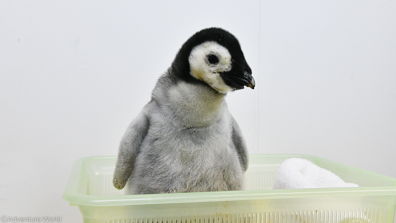 アドベンチャーワールド 公式 エンペラーペンギンの赤ちゃん 10 1生まれ について 親鳥の元に返した際に一時期 体温が下がり衰弱しておりましたが スタッフのサポートで 体調が回復してきております 引き続き温かく見守っていただきますようお願い