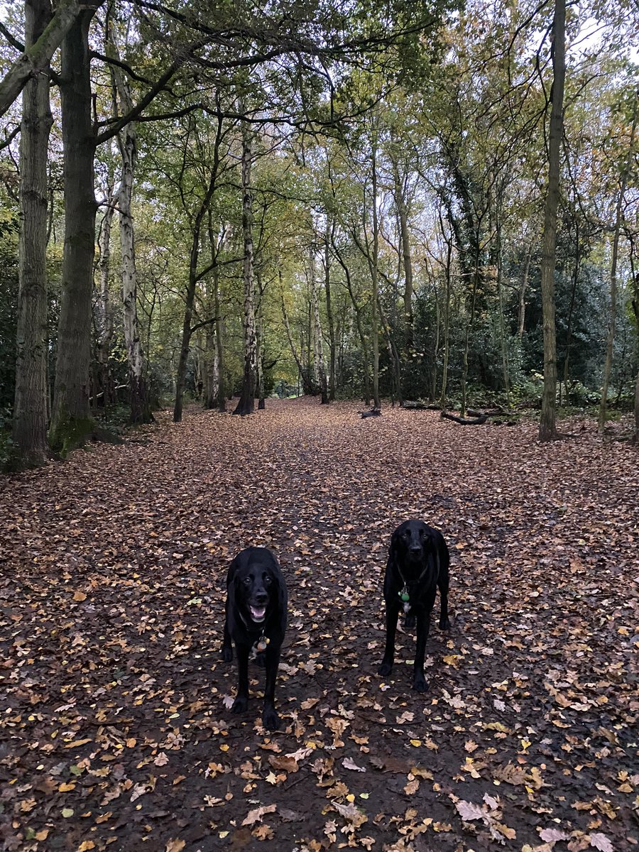 sharonskilly's tweet photo. My two bezzie mates.🖤🖤 #fridaymorning  #AutumnFalls #dogsoftwitter #Wirral #wirral #family #feelingblessed https://t.co/zZAbuhvynN