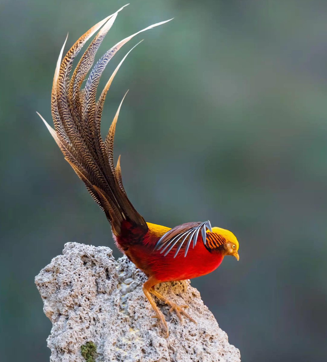 Golden Pheasant, spotted in north China's #Shaanxi province.
*FULL SCREEN PLEASE* by 许俊

#BirdsSeenIn2021 #野鳥 #China
#MoreBirdsLessPolitics #birds
#birdwatching #photography  
#TwitterNatureCommunity @avibase