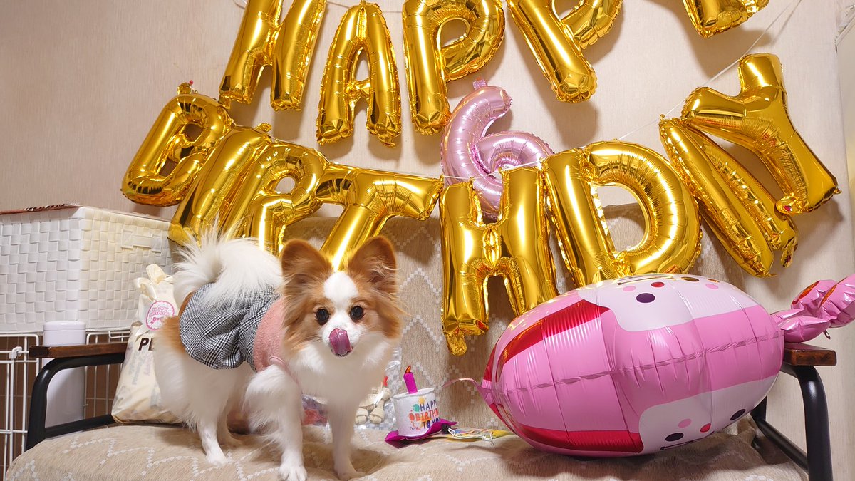 framfram0922's tweet photo. 実は先日、我が家のきつねさん、
カリンが6歳の誕生日を迎えました🎉🎉🎉

うちに来て２回目の誕生日会❤
時が経つのは早いものです😂
この日の様子がYouTubeにありますので、
またよかったらご覧下さい🤭❤ https://t.co/iUrSjXxcE0