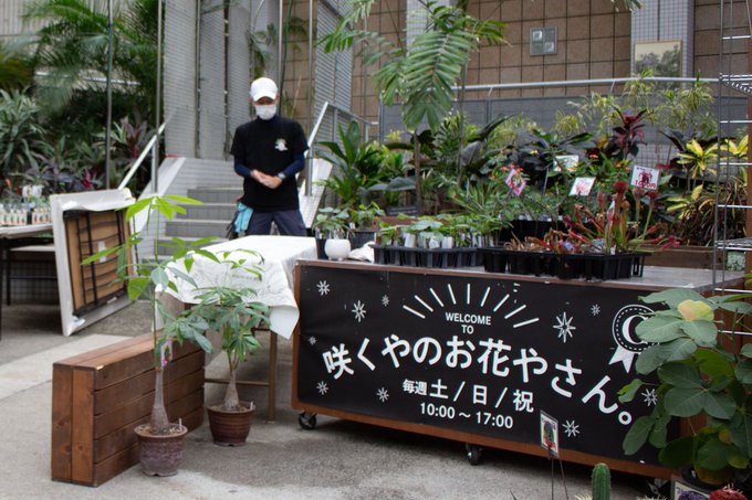 大阪市鶴見区 咲くやこの花館にて Popなきのこ展 が開催されます シエスタ Yahoo Japan クリエイターズプログラム