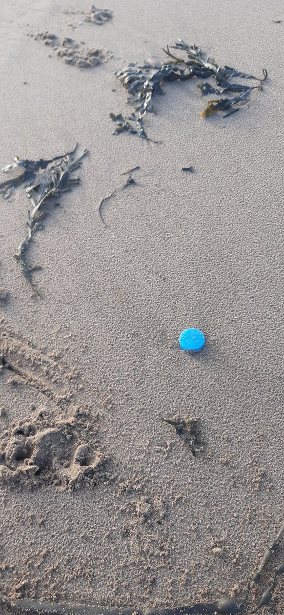 andygreencre8iv's tweet photo. 4 random litter items picked up on the beach at Jacksons Bay, Barry Island - a broken bucket, traffic cone, bottle top and yoghurt pot - all plastic.
What ways can we all use less plastic today?
#Barryspiration #Walkspiration #flaneur https://t.co/v1OLs8DFWt