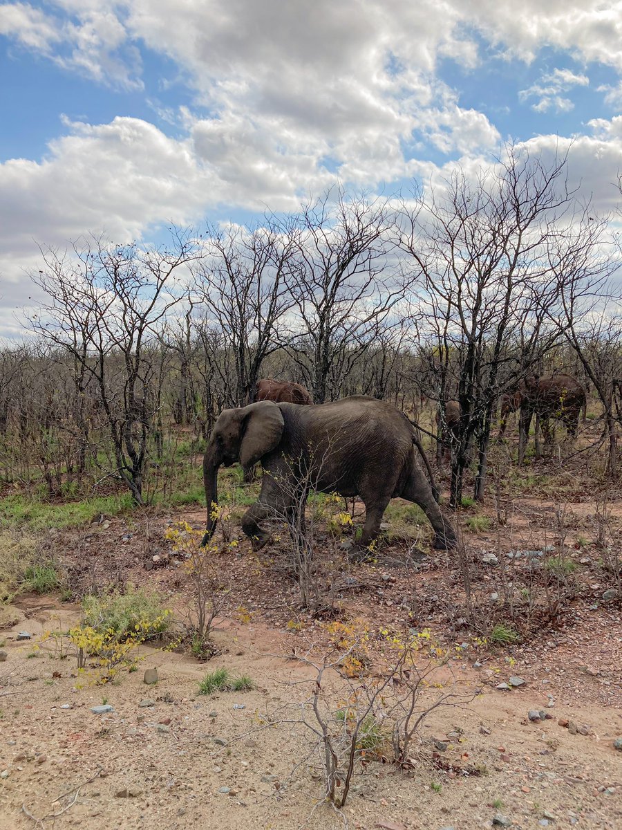 TheRealPam_'s tweet photo. Somewhere on your journey don’t forget to stop and enjoy the view @Elize0801 @on_kruger #travelsafari #babybushadventures #bushvillasonkruger #wildlife https://t.co/7BTFp8FGXd