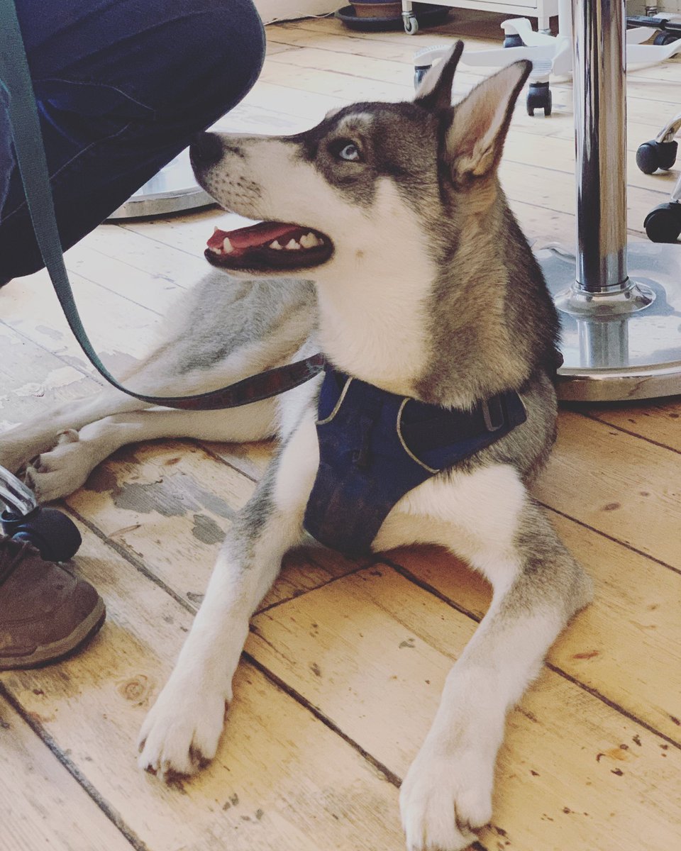 mildbunch's tweet photo. Meet Ziggy, new studio mate, and loving pack member of the @refugene crew. : ) https://t.co/iaCslQkjxN