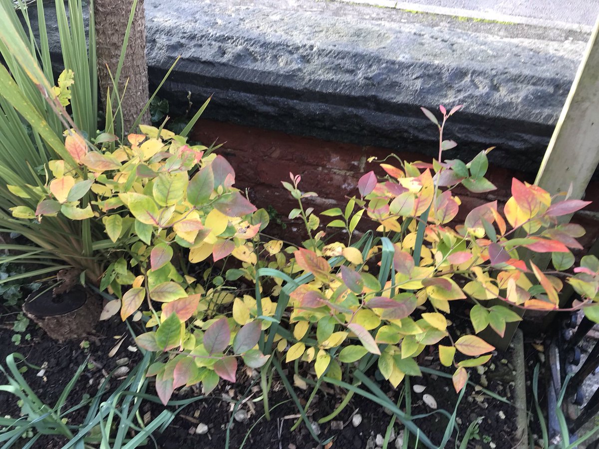 TimmoGoodall's tweet photo. Lovely autumn colours to brighten a rainy day. Carpet of orange in the Hollies plus the blueberries that just keep on giving - still fruiting and now beautifully coloured leaves in #mytinygarden https://t.co/ZxgovDZTCV