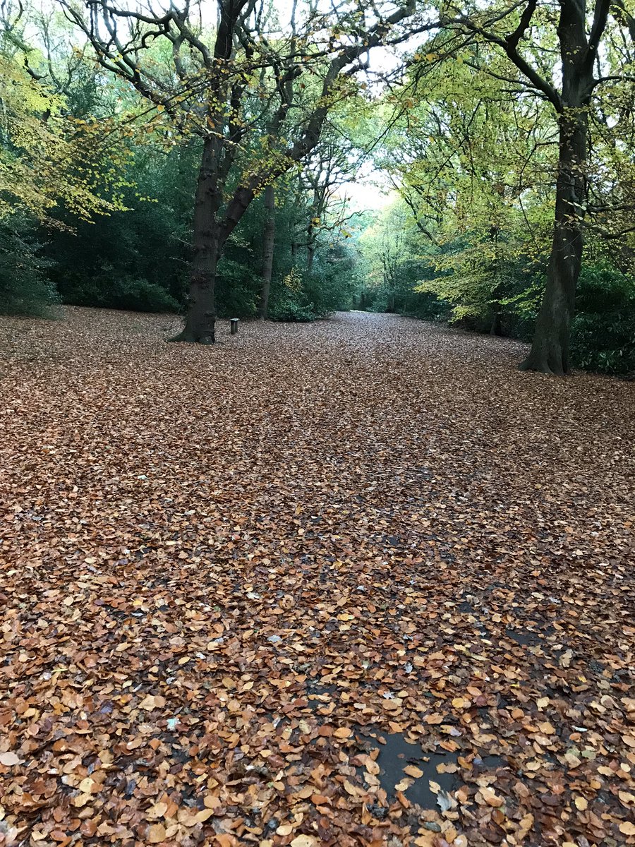 TimmoGoodall's tweet photo. Lovely autumn colours to brighten a rainy day. Carpet of orange in the Hollies plus the blueberries that just keep on giving - still fruiting and now beautifully coloured leaves in #mytinygarden https://t.co/ZxgovDZTCV
