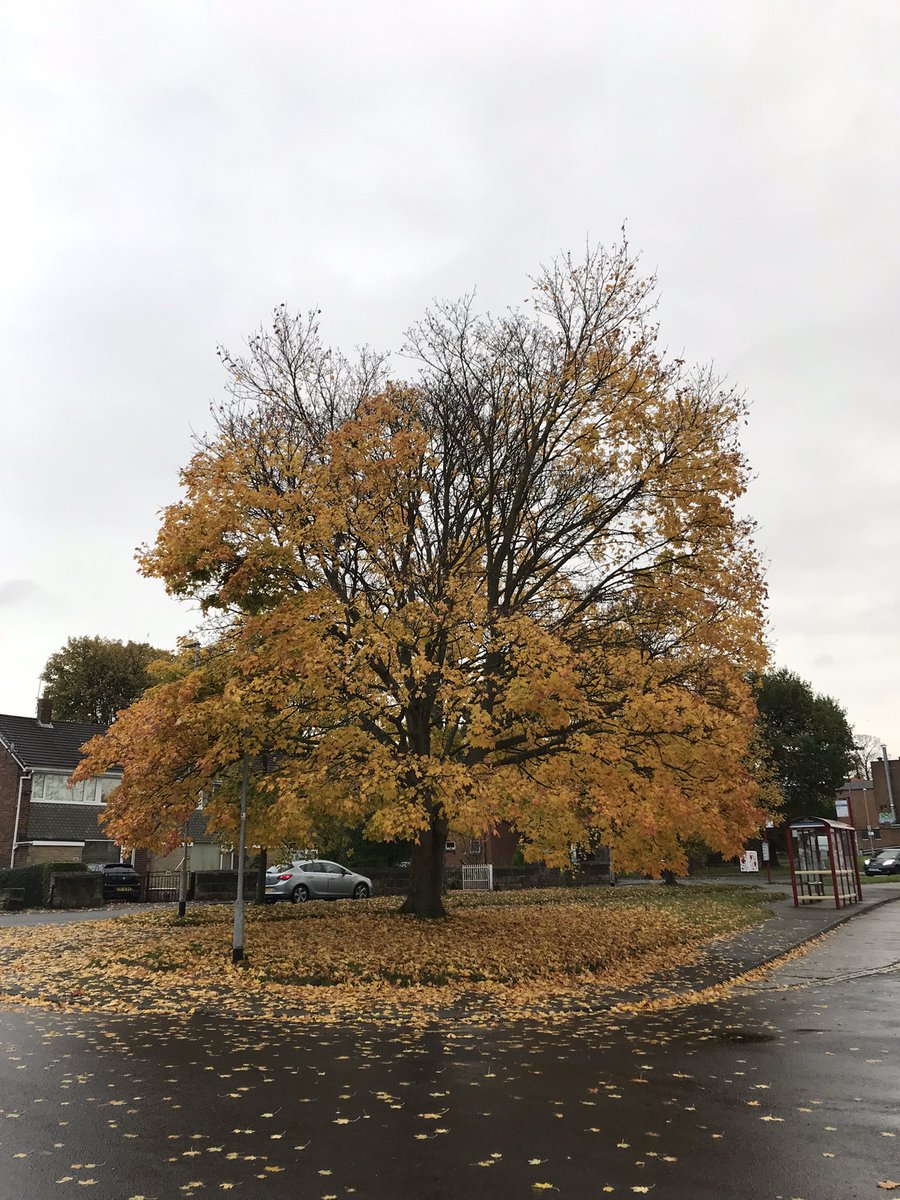 TimmoGoodall's tweet photo. Lovely autumn colours to brighten a rainy day. Carpet of orange in the Hollies plus the blueberries that just keep on giving - still fruiting and now beautifully coloured leaves in #mytinygarden https://t.co/ZxgovDZTCV