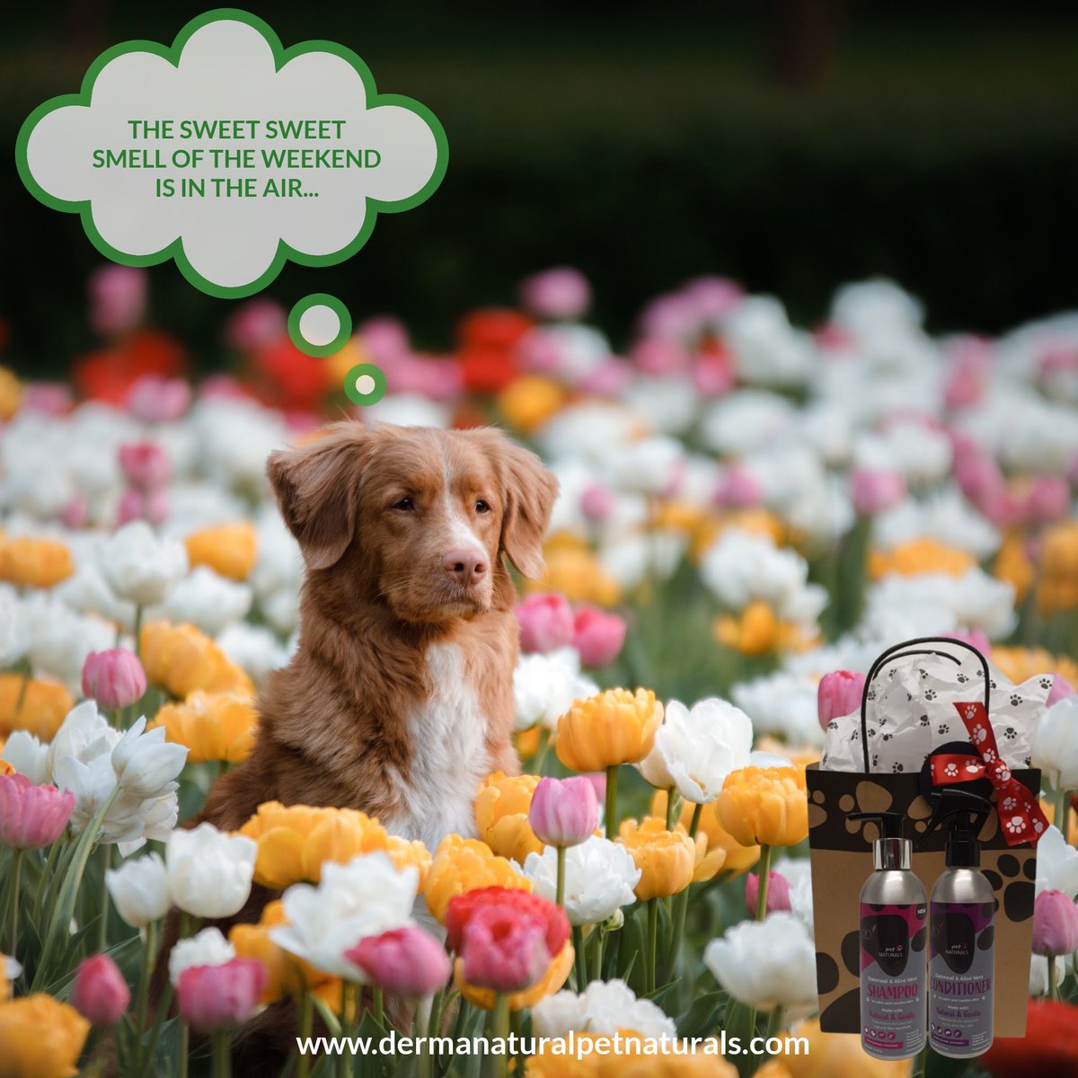 dermanaturalpet's tweet photo. 🐩🌻The sweet sweet smell of the weekend is in the air🌻🐩
#ecofriendly are #ecofriendly #zerowaste #sustainable #sustainability #eco #gogreen #sustainableliving #. #plasticfree #nature #savetheplanet #environment #recycle #vegan #green #organic #natural #climatechange https://t.co/RIy3q0VNj6