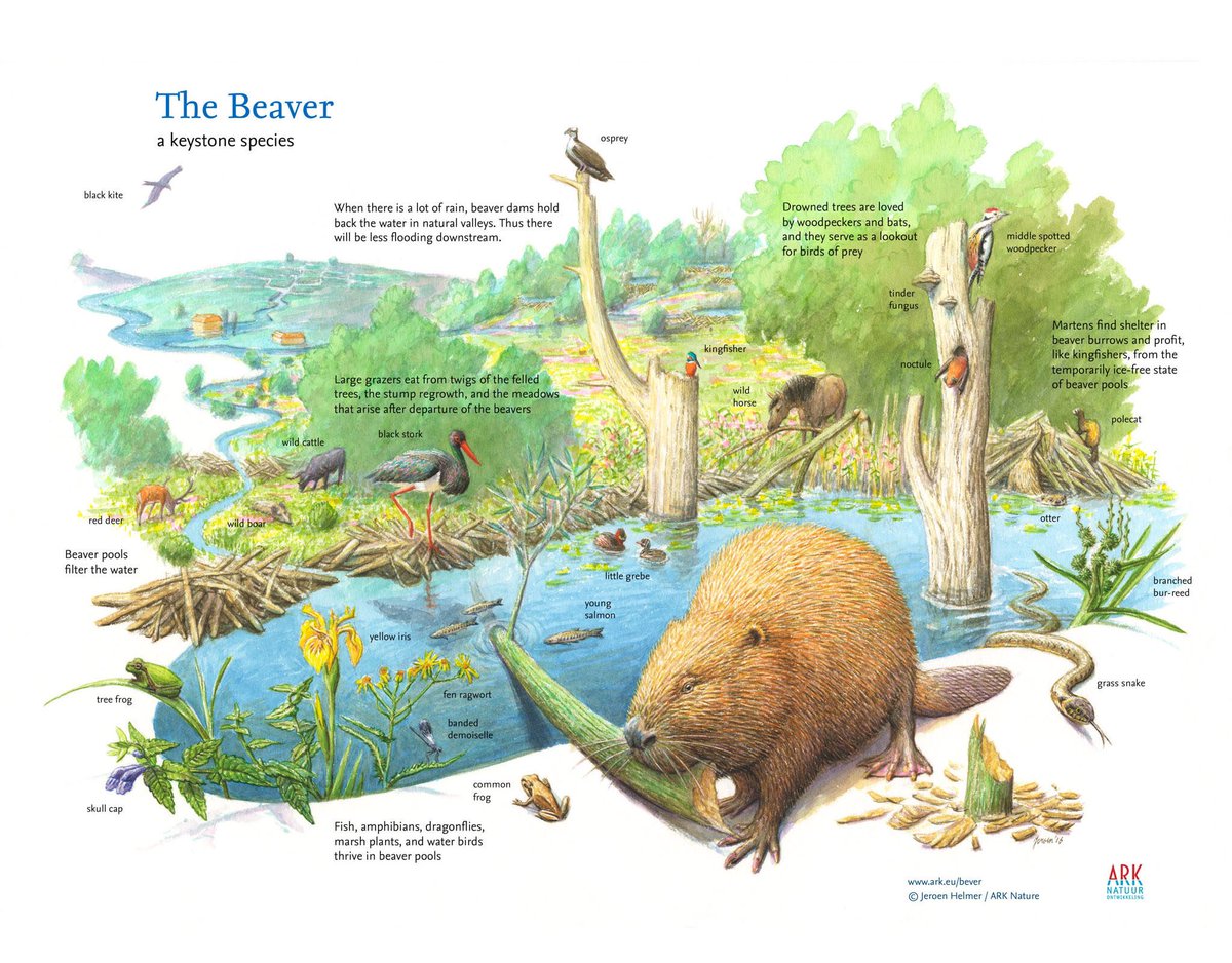 herdyshepherd1's tweet photo. I sometimes gripe a bit at ‘rewilding’ and it’s blind spots (and how it can be/is abused) but TBF it’s helped me think about and see how nature really works and what it really needs 

These diagrams from @RewildingEurope are rather good https://t.co/wwsIJUJbIN