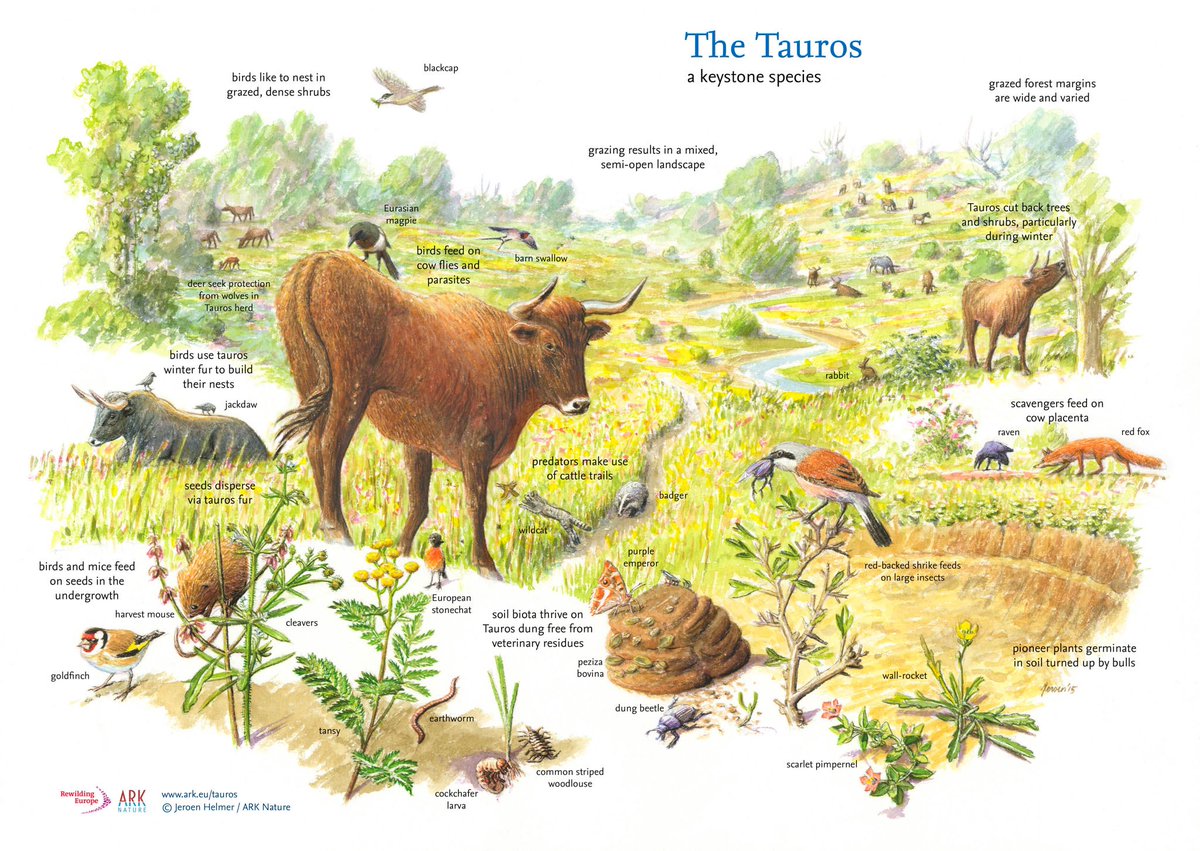 herdyshepherd1's tweet photo. I sometimes gripe a bit at ‘rewilding’ and it’s blind spots (and how it can be/is abused) but TBF it’s helped me think about and see how nature really works and what it really needs 

These diagrams from @RewildingEurope are rather good https://t.co/wwsIJUJbIN