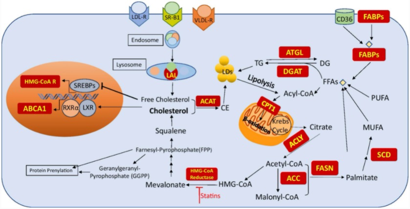 SN_Oncology's tweet photo. Read 'Lipid metabolism reprogramming in renal cell carcinoma' from #CancerandMetastasisReviews for free using #SharedIt: https://t.co/vDsd0SCYnb #Metabolicreprogramming #Cholesterol #Freefattyacids @MetastasisRS https://t.co/zn9hKB8FvC