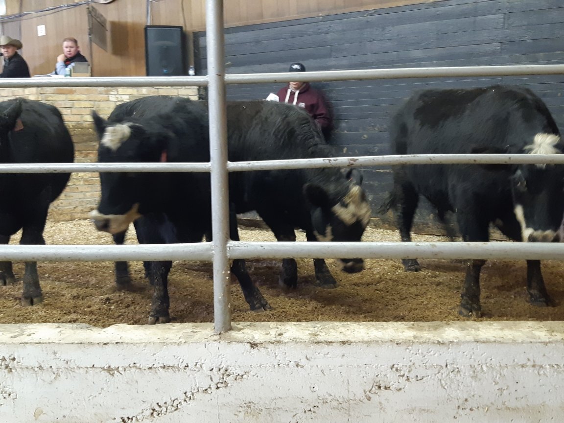Thanks to everyone that supported our bred hfr sale this past weekend. Averaged $2476 on 99 hfrs. High selling pen of blacks at $3300 and top pen of reds at $3200