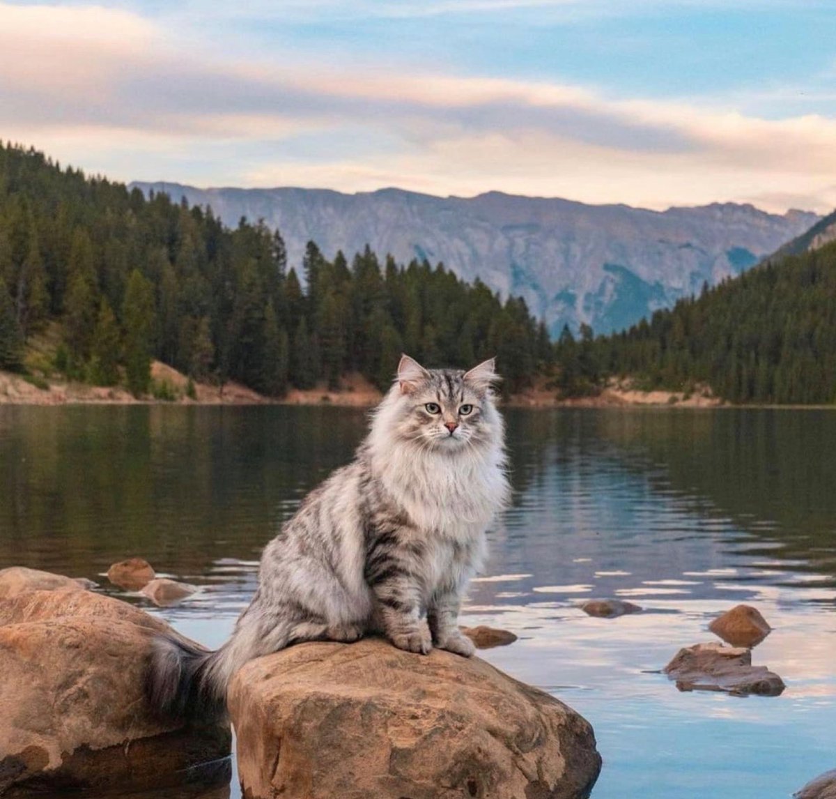 Obsessed with cats (@catssobsessed) on Twitter photo 