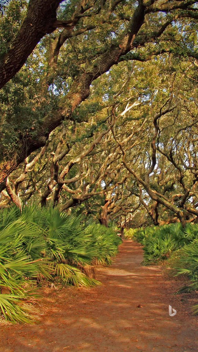 TinkoiSniper's tweet photo. Cumberland Island National Seashore, Georgia, USA https://t.co/HnCAgZr5fJ