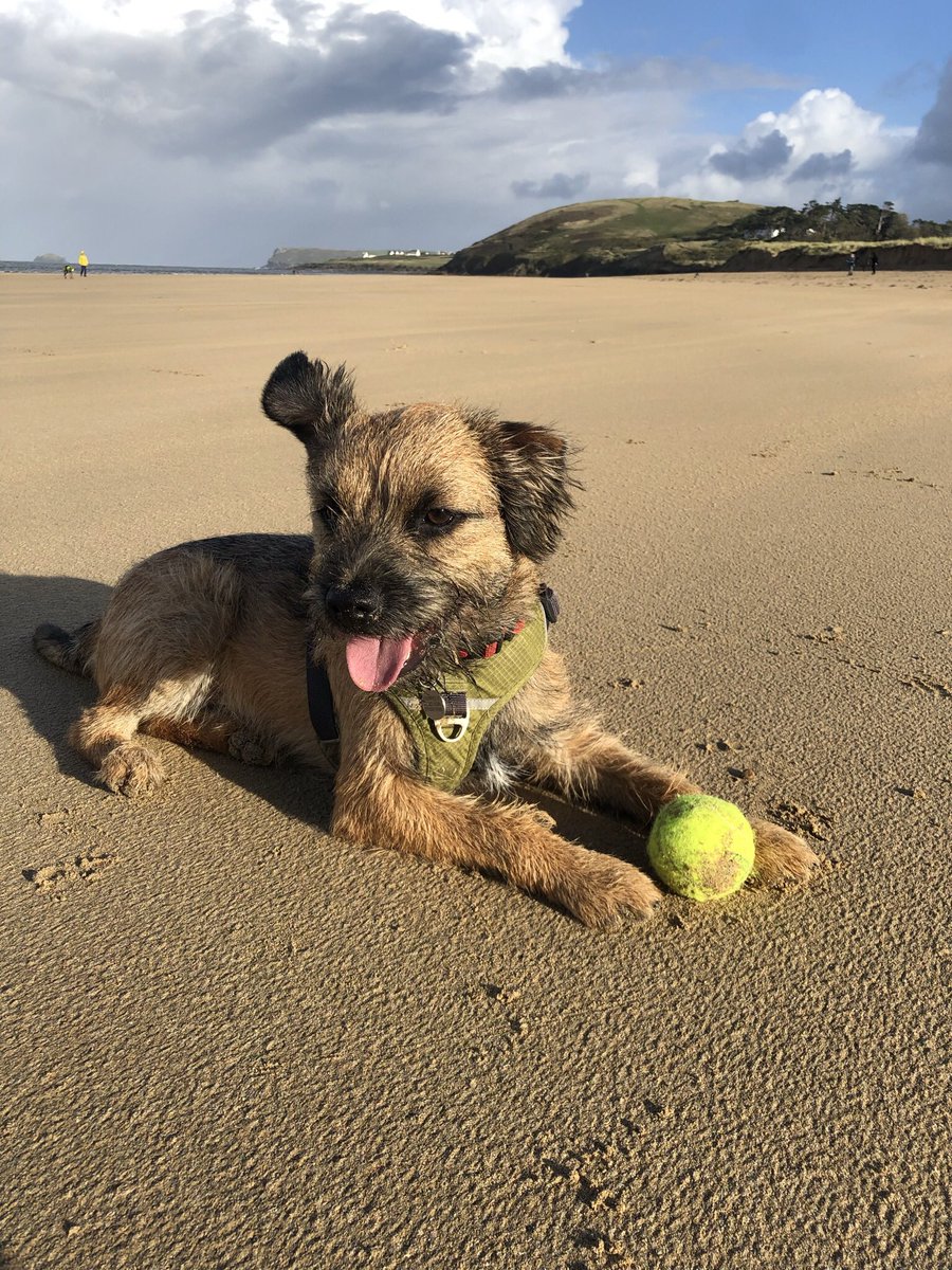 Windy day at the beach! Hold onto your ears 😂