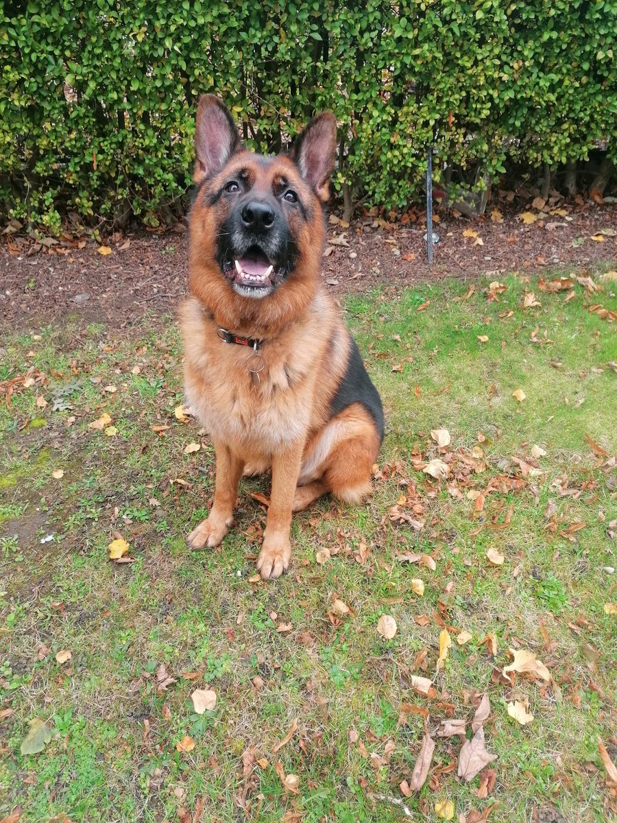 marathondogs's tweet photo. ''Come on hooman throw the treat' woofs Ziggy.

https://t.co/x3FzJMFnOM

#marathondogs #dogwalking #dogwalker #treats #GermanShepherd https://t.co/c6OMzBYHdz