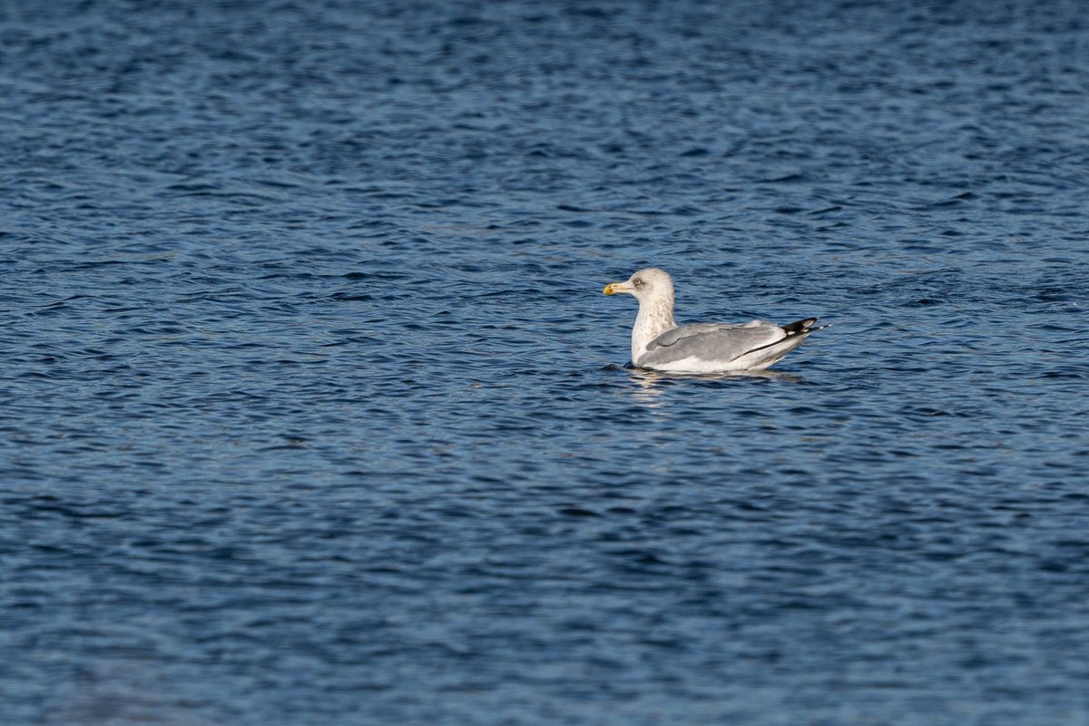 Fromanurbanlake's tweet photo. Gull ID people (I hate identifying gulls) I am assuming this is a Herring Gull, but just felt off when I watched it yesterday. #Bucksbirds #gullID @bucksalert @bucksbirdclub https://t.co/SZpS7DYFVw