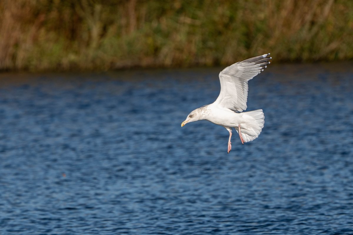 Fromanurbanlake's tweet photo. Gull ID people (I hate identifying gulls) I am assuming this is a Herring Gull, but just felt off when I watched it yesterday. #Bucksbirds #gullID @bucksalert @bucksbirdclub https://t.co/SZpS7DYFVw