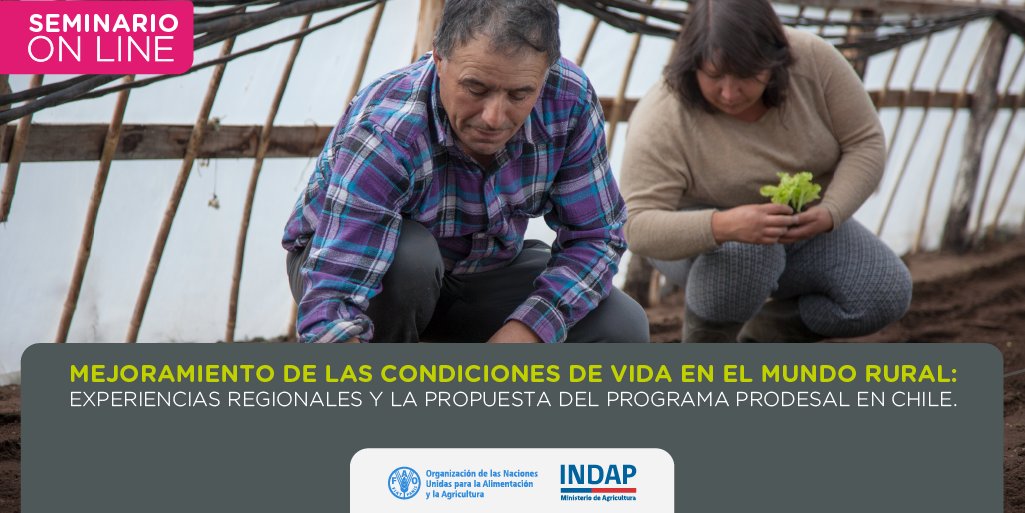 FAOChile's tweet photo. #MAÑANA📣 Seminario online sobre iniciativas públicas en Chile🇨🇱 y América Latina🌎 enfocadas en el desarrollo integral de los más vulnerables del campo para superar la pobreza rural @INDAP_Chile  

🗓️Jueves 11 de noviembre
⏰09:30 horas Chile

➕ info: https://t.co/yxVgTTxYD7 https://t.co/Inb4UVIGti