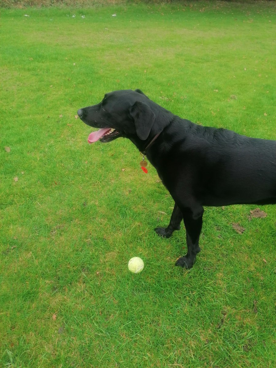 marathondogs's tweet photo. Suzy loved her ball play with her remembrance  poppy dangling from her collar. 👍🐕

https://t.co/x3FzJMFnOM

#marathondogs #dogwalking #dogwalker #lovelabs #RemembranceDay https://t.co/6ocyNeEgw4