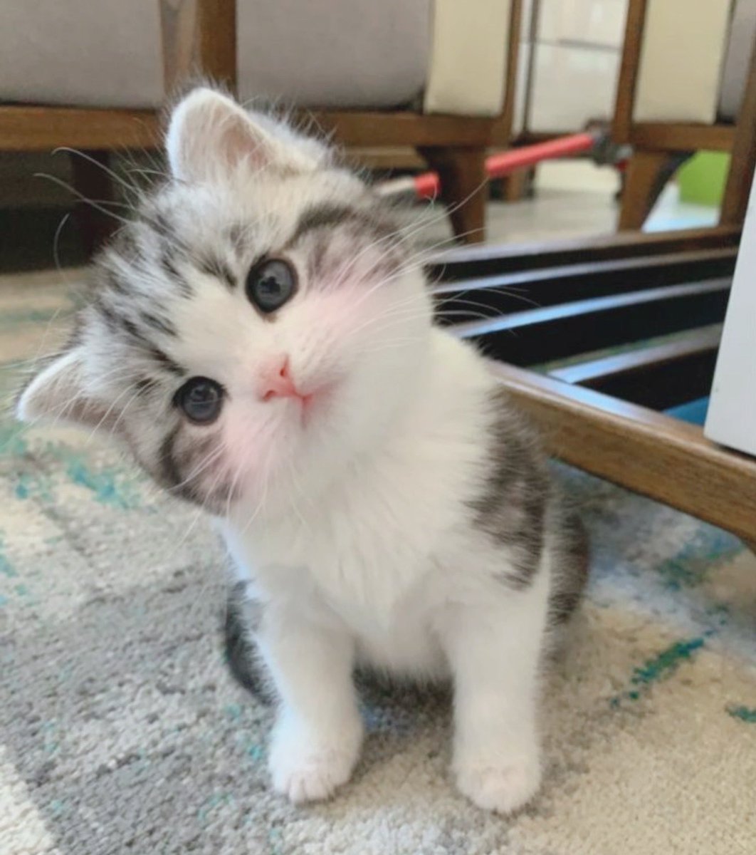 sunookitty_ tweet picture