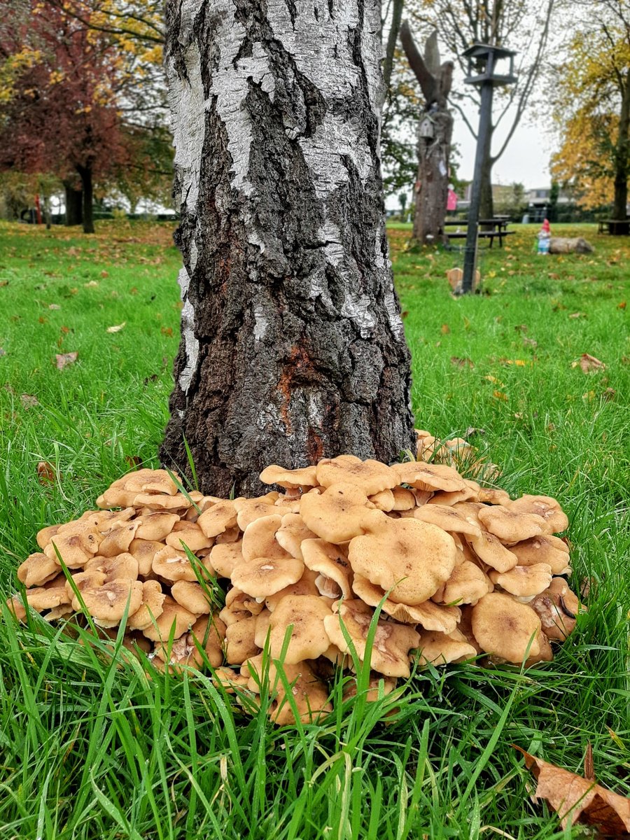 FiltonFerver's tweet image. Pic of the day: Mushrooms! Must be the fairies spreading their magic in  #FiltonCommunityGarden @WoodlandTrust @SFarms_Gardens @pocketparks