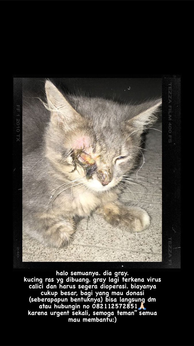 twitter do your magic yang lihat inii boleh bantu rt / like yaa, biaya sekitar 1,5 mungkin bisa sedikit bantu buat kucing lucuu inii terimakasih semua