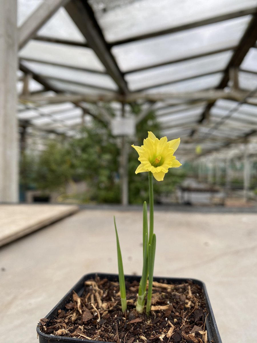 It’s here! Our first Narcissus ‘Cedric Morris’ is in flower already. This is a particularly early Narcissus, ‘Cedric Morris’ normally flowers between November-February. £30 per pot which have 1-3 bulbs in. Head to our website to have a look 😊