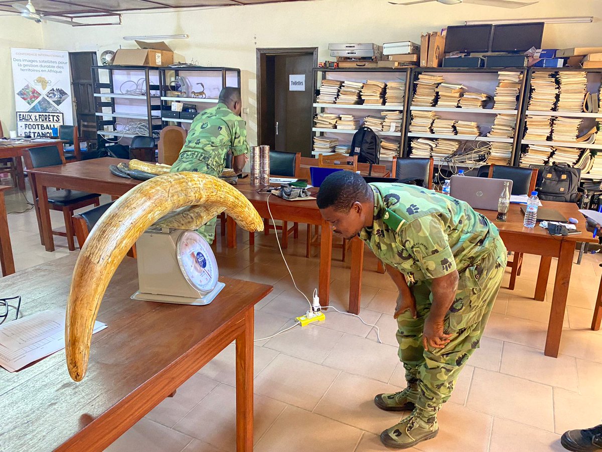 EPIAfrica's tweet photo. Wonderful to see officials in Benin 🇧🇯 being trained ivory management &amp; inventory by @EPIAfrica with partners @NatureTropicale. Benin has one of West Africa's biggest 🐘 populations. We keep stockpiles secure to reduce the illegal ivory trade. https://t.co/EoDlv4rnaB